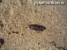 [P44] Gangania care pisca » foto by david
 - 
<span class="allrVoted glyphicon glyphicon-heart hidden" id="av133417"></span>
<a class="m-l-10 hidden" id="sv133417" onclick="voting_Foto_DelVot(,133417,1618)" role="button">șterge vot <span class="glyphicon glyphicon-remove"></span></a>
<a id="v9133417" class=" c-red"  onclick="voting_Foto_SetVot(133417)" role="button"><span class="glyphicon glyphicon-heart-empty"></span> <b>LIKE</b> = Votează poza</a> <img class="hidden"  id="f133417W9" src="/imagini/loader.gif" border="0" /><span class="AjErrMes hidden" id="e133417ErM"></span>