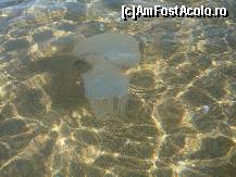 [P46] Meduza » foto by david
 - 
<span class="allrVoted glyphicon glyphicon-heart hidden" id="av133419"></span>
<a class="m-l-10 hidden" id="sv133419" onclick="voting_Foto_DelVot(,133419,1618)" role="button">șterge vot <span class="glyphicon glyphicon-remove"></span></a>
<a id="v9133419" class=" c-red"  onclick="voting_Foto_SetVot(133419)" role="button"><span class="glyphicon glyphicon-heart-empty"></span> <b>LIKE</b> = Votează poza</a> <img class="hidden"  id="f133419W9" src="/imagini/loader.gif" border="0" /><span class="AjErrMes hidden" id="e133419ErM"></span>