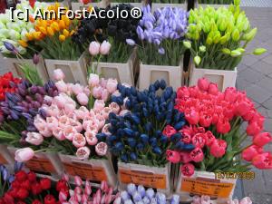 [P19] Piata de flori si cateva lalele...  » foto by melena
 - 
<span class="allrVoted glyphicon glyphicon-heart hidden" id="av1152764"></span>
<a class="m-l-10 hidden" id="sv1152764" onclick="voting_Foto_DelVot(,1152764,1639)" role="button">șterge vot <span class="glyphicon glyphicon-remove"></span></a>
<a id="v91152764" class=" c-red"  onclick="voting_Foto_SetVot(1152764)" role="button"><span class="glyphicon glyphicon-heart-empty"></span> <b>LIKE</b> = Votează poza</a> <img class="hidden"  id="f1152764W9" src="/imagini/loader.gif" border="0" /><span class="AjErrMes hidden" id="e1152764ErM"></span>