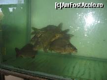 [P14] Pesti care la cerere pot fi aruncati in tigaie .... » foto by mirelutza
 - 
<span class="allrVoted glyphicon glyphicon-heart hidden" id="av137942"></span>
<a class="m-l-10 hidden" id="sv137942" onclick="voting_Foto_DelVot(,137942,1755)" role="button">șterge vot <span class="glyphicon glyphicon-remove"></span></a>
<a id="v9137942" class=" c-red"  onclick="voting_Foto_SetVot(137942)" role="button"><span class="glyphicon glyphicon-heart-empty"></span> <b>LIKE</b> = Votează poza</a> <img class="hidden"  id="f137942W9" src="/imagini/loader.gif" border="0" /><span class="AjErrMes hidden" id="e137942ErM"></span>