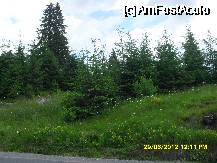 [P18] de la Gheorghieni spre Lacu Rosu. » foto by adryana
 - 
<span class="allrVoted glyphicon glyphicon-heart hidden" id="av333919"></span>
<a class="m-l-10 hidden" id="sv333919" onclick="voting_Foto_DelVot(,333919,1782)" role="button">șterge vot <span class="glyphicon glyphicon-remove"></span></a>
<a id="v9333919" class=" c-red"  onclick="voting_Foto_SetVot(333919)" role="button"><span class="glyphicon glyphicon-heart-empty"></span> <b>LIKE</b> = Votează poza</a> <img class="hidden"  id="f333919W9" src="/imagini/loader.gif" border="0" /><span class="AjErrMes hidden" id="e333919ErM"></span>