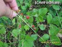 [P22]  -- <small>// FĂRĂ DESCRIERE</small> » foto by adryana
 - 
<span class="allrVoted glyphicon glyphicon-heart hidden" id="av333923"></span>
<a class="m-l-10 hidden" id="sv333923" onclick="voting_Foto_DelVot(,333923,1782)" role="button">șterge vot <span class="glyphicon glyphicon-remove"></span></a>
<a id="v9333923" class=" c-red"  onclick="voting_Foto_SetVot(333923)" role="button"><span class="glyphicon glyphicon-heart-empty"></span> <b>LIKE</b> = Votează poza</a> <img class="hidden"  id="f333923W9" src="/imagini/loader.gif" border="0" /><span class="AjErrMes hidden" id="e333923ErM"></span>