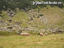 [P23] niste porci :D » foto by cosminrusea
 - 
<span class="allrVoted glyphicon glyphicon-heart hidden" id="av115107"></span>
<a class="m-l-10 hidden" id="sv115107" onclick="voting_Foto_DelVot(,115107,1790)" role="button">șterge vot <span class="glyphicon glyphicon-remove"></span></a>
<a id="v9115107" class=" c-red"  onclick="voting_Foto_SetVot(115107)" role="button"><span class="glyphicon glyphicon-heart-empty"></span> <b>LIKE</b> = Votează poza</a> <img class="hidden"  id="f115107W9" src="/imagini/loader.gif" border="0" /><span class="AjErrMes hidden" id="e115107ErM"></span>