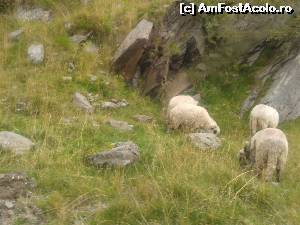 [P07] ... oitele pasteau nepasatoare fata de spectacolul naturii » foto by danadana*
 - 
<span class="allrVoted glyphicon glyphicon-heart hidden" id="av567975"></span>
<a class="m-l-10 hidden" id="sv567975" onclick="voting_Foto_DelVot(,567975,1790)" role="button">șterge vot <span class="glyphicon glyphicon-remove"></span></a>
<a id="v9567975" class=" c-red"  onclick="voting_Foto_SetVot(567975)" role="button"><span class="glyphicon glyphicon-heart-empty"></span> <b>LIKE</b> = Votează poza</a> <img class="hidden"  id="f567975W9" src="/imagini/loader.gif" border="0" /><span class="AjErrMes hidden" id="e567975ErM"></span>