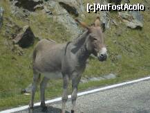 [P17]  -- <small>// FĂRĂ DESCRIERE</small> » foto by Catalin S.
 - 
<span class="allrVoted glyphicon glyphicon-heart hidden" id="av255203"></span>
<a class="m-l-10 hidden" id="sv255203" onclick="voting_Foto_DelVot(,255203,1790)" role="button">șterge vot <span class="glyphicon glyphicon-remove"></span></a>
<a id="v9255203" class=" c-red"  onclick="voting_Foto_SetVot(255203)" role="button"><span class="glyphicon glyphicon-heart-empty"></span> <b>LIKE</b> = Votează poza</a> <img class="hidden"  id="f255203W9" src="/imagini/loader.gif" border="0" /><span class="AjErrMes hidden" id="e255203ErM"></span>