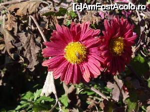 [P23]  -- <small>// FĂRĂ DESCRIERE</small> » foto by simon_niculae
 - 
<span class="allrVoted glyphicon glyphicon-heart hidden" id="av698065"></span>
<a class="m-l-10 hidden" id="sv698065" onclick="voting_Foto_DelVot(,698065,1790)" role="button">șterge vot <span class="glyphicon glyphicon-remove"></span></a>
<a id="v9698065" class=" c-red"  onclick="voting_Foto_SetVot(698065)" role="button"><span class="glyphicon glyphicon-heart-empty"></span> <b>LIKE</b> = Votează poza</a> <img class="hidden"  id="f698065W9" src="/imagini/loader.gif" border="0" /><span class="AjErrMes hidden" id="e698065ErM"></span>