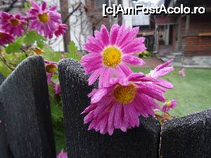 [P07] florile pensiunii » foto by simon_niculae
 - 
<span class="allrVoted glyphicon glyphicon-heart hidden" id="av698049"></span>
<a class="m-l-10 hidden" id="sv698049" onclick="voting_Foto_DelVot(,698049,1790)" role="button">șterge vot <span class="glyphicon glyphicon-remove"></span></a>
<a id="v9698049" class=" c-red"  onclick="voting_Foto_SetVot(698049)" role="button"><span class="glyphicon glyphicon-heart-empty"></span> <b>LIKE</b> = Votează poza</a> <img class="hidden"  id="f698049W9" src="/imagini/loader.gif" border="0" /><span class="AjErrMes hidden" id="e698049ErM"></span>