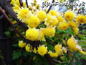 [P09] florile pensiunii » foto by simon_niculae
 - 
<span class="allrVoted glyphicon glyphicon-heart hidden" id="av698051"></span>
<a class="m-l-10 hidden" id="sv698051" onclick="voting_Foto_DelVot(,698051,1790)" role="button">șterge vot <span class="glyphicon glyphicon-remove"></span></a>
<a id="v9698051" class=" c-red"  onclick="voting_Foto_SetVot(698051)" role="button"><span class="glyphicon glyphicon-heart-empty"></span> <b>LIKE</b> = Votează poza</a> <img class="hidden"  id="f698051W9" src="/imagini/loader.gif" border="0" /><span class="AjErrMes hidden" id="e698051ErM"></span>