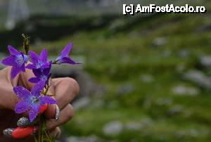 [P12] una din floricele pe care m am oprit sa le culeg dintr-o poenita » foto by Muffin2009*
 - 
<span class="allrVoted glyphicon glyphicon-heart hidden" id="av439483"></span>
<a class="m-l-10 hidden" id="sv439483" onclick="voting_Foto_DelVot(,439483,1790)" role="button">șterge vot <span class="glyphicon glyphicon-remove"></span></a>
<a id="v9439483" class=" c-red"  onclick="voting_Foto_SetVot(439483)" role="button"><span class="glyphicon glyphicon-heart-empty"></span> <b>LIKE</b> = Votează poza</a> <img class="hidden"  id="f439483W9" src="/imagini/loader.gif" border="0" /><span class="AjErrMes hidden" id="e439483ErM"></span>