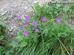 [P03] flori in apropierea lacului balea » foto by CATAAS
 - 
<span class="allrVoted glyphicon glyphicon-heart hidden" id="av353541"></span>
<a class="m-l-10 hidden" id="sv353541" onclick="voting_Foto_DelVot(,353541,1790)" role="button">șterge vot <span class="glyphicon glyphicon-remove"></span></a>
<a id="v9353541" class=" c-red"  onclick="voting_Foto_SetVot(353541)" role="button"><span class="glyphicon glyphicon-heart-empty"></span> <b>LIKE</b> = Votează poza</a> <img class="hidden"  id="f353541W9" src="/imagini/loader.gif" border="0" /><span class="AjErrMes hidden" id="e353541ErM"></span>