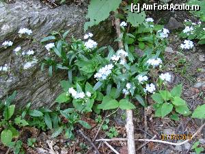 [P04] flori in apropierea lacului balea » foto by CATAAS
 - 
<span class="allrVoted glyphicon glyphicon-heart hidden" id="av353543"></span>
<a class="m-l-10 hidden" id="sv353543" onclick="voting_Foto_DelVot(,353543,1790)" role="button">șterge vot <span class="glyphicon glyphicon-remove"></span></a>
<a id="v9353543" class=" c-red"  onclick="voting_Foto_SetVot(353543)" role="button"><span class="glyphicon glyphicon-heart-empty"></span> <b>LIKE</b> = Votează poza</a> <img class="hidden"  id="f353543W9" src="/imagini/loader.gif" border="0" /><span class="AjErrMes hidden" id="e353543ErM"></span>