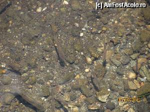 [P09] pesti in lacul balea » foto by CATAAS
 - 
<span class="allrVoted glyphicon glyphicon-heart hidden" id="av353548"></span>
<a class="m-l-10 hidden" id="sv353548" onclick="voting_Foto_DelVot(,353548,1790)" role="button">șterge vot <span class="glyphicon glyphicon-remove"></span></a>
<a id="v9353548" class=" c-red"  onclick="voting_Foto_SetVot(353548)" role="button"><span class="glyphicon glyphicon-heart-empty"></span> <b>LIKE</b> = Votează poza</a> <img class="hidden"  id="f353548W9" src="/imagini/loader.gif" border="0" /><span class="AjErrMes hidden" id="e353548ErM"></span>