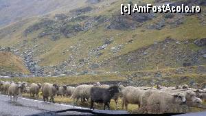 [P03]  -- <small>// FĂRĂ DESCRIERE</small> » foto by roxana.tomina
 - 
<span class="allrVoted glyphicon glyphicon-heart hidden" id="av360044"></span>
<a class="m-l-10 hidden" id="sv360044" onclick="voting_Foto_DelVot(,360044,1790)" role="button">șterge vot <span class="glyphicon glyphicon-remove"></span></a>
<a id="v9360044" class=" c-red"  onclick="voting_Foto_SetVot(360044)" role="button"><span class="glyphicon glyphicon-heart-empty"></span> <b>LIKE</b> = Votează poza</a> <img class="hidden"  id="f360044W9" src="/imagini/loader.gif" border="0" /><span class="AjErrMes hidden" id="e360044ErM"></span>