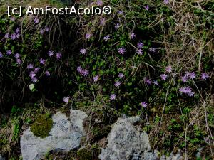 [P15] Florile de pe platoul de la Lacul Balea » foto by Dana2008
 - 
<span class="allrVoted glyphicon glyphicon-heart hidden" id="av754063"></span>
<a class="m-l-10 hidden" id="sv754063" onclick="voting_Foto_DelVot(,754063,1790)" role="button">șterge vot <span class="glyphicon glyphicon-remove"></span></a>
<a id="v9754063" class=" c-red"  onclick="voting_Foto_SetVot(754063)" role="button"><span class="glyphicon glyphicon-heart-empty"></span> <b>LIKE</b> = Votează poza</a> <img class="hidden"  id="f754063W9" src="/imagini/loader.gif" border="0" /><span class="AjErrMes hidden" id="e754063ErM"></span>
