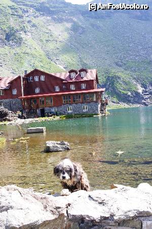 [P27] Balea Lac - nu doar oamenii cautau racoarea :)  » foto by cdiana
 - 
<span class="allrVoted glyphicon glyphicon-heart hidden" id="av445193"></span>
<a class="m-l-10 hidden" id="sv445193" onclick="voting_Foto_DelVot(,445193,1790)" role="button">șterge vot <span class="glyphicon glyphicon-remove"></span></a>
<a id="v9445193" class=" c-red"  onclick="voting_Foto_SetVot(445193)" role="button"><span class="glyphicon glyphicon-heart-empty"></span> <b>LIKE</b> = Votează poza</a> <img class="hidden"  id="f445193W9" src="/imagini/loader.gif" border="0" /><span class="AjErrMes hidden" id="e445193ErM"></span>