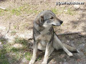 [P17] Si pentru a ne convinge ca suntem in Romania a aparut si prietenul nostru cel mai bun.  » foto by liviu49
 - 
<span class="allrVoted glyphicon glyphicon-heart hidden" id="av679091"></span>
<a class="m-l-10 hidden" id="sv679091" onclick="voting_Foto_DelVot(,679091,1790)" role="button">șterge vot <span class="glyphicon glyphicon-remove"></span></a>
<a id="v9679091" class=" c-red"  onclick="voting_Foto_SetVot(679091)" role="button"><span class="glyphicon glyphicon-heart-empty"></span> <b>LIKE</b> = Votează poza</a> <img class="hidden"  id="f679091W9" src="/imagini/loader.gif" border="0" /><span class="AjErrMes hidden" id="e679091ErM"></span>