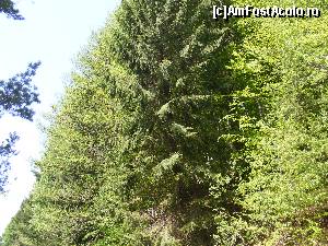 [P09] Codrul inverzit, pe marginea drumului.  » foto by liviu49
 - 
<span class="allrVoted glyphicon glyphicon-heart hidden" id="av679083"></span>
<a class="m-l-10 hidden" id="sv679083" onclick="voting_Foto_DelVot(,679083,1790)" role="button">șterge vot <span class="glyphicon glyphicon-remove"></span></a>
<a id="v9679083" class=" c-red"  onclick="voting_Foto_SetVot(679083)" role="button"><span class="glyphicon glyphicon-heart-empty"></span> <b>LIKE</b> = Votează poza</a> <img class="hidden"  id="f679083W9" src="/imagini/loader.gif" border="0" /><span class="AjErrMes hidden" id="e679083ErM"></span>