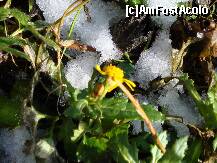 [P22] Transfăgărășanul: sub așternutul de zăpadă , încă mai viețuiesc flori » foto by mariana.olaru
 - 
<span class="allrVoted glyphicon glyphicon-heart hidden" id="av162708"></span>
<a class="m-l-10 hidden" id="sv162708" onclick="voting_Foto_DelVot(,162708,1790)" role="button">șterge vot <span class="glyphicon glyphicon-remove"></span></a>
<a id="v9162708" class=" c-red"  onclick="voting_Foto_SetVot(162708)" role="button"><span class="glyphicon glyphicon-heart-empty"></span> <b>LIKE</b> = Votează poza</a> <img class="hidden"  id="f162708W9" src="/imagini/loader.gif" border="0" /><span class="AjErrMes hidden" id="e162708ErM"></span>