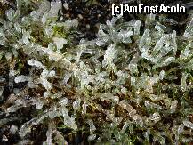 [P23] Transfăgărășanul:straie de gheață pentru firișoarele plăpânde de iarbă » foto by mariana.olaru
 - 
<span class="allrVoted glyphicon glyphicon-heart hidden" id="av162709"></span>
<a class="m-l-10 hidden" id="sv162709" onclick="voting_Foto_DelVot(,162709,1790)" role="button">șterge vot <span class="glyphicon glyphicon-remove"></span></a>
<a id="v9162709" class=" c-red"  onclick="voting_Foto_SetVot(162709)" role="button"><span class="glyphicon glyphicon-heart-empty"></span> <b>LIKE</b> = Votează poza</a> <img class="hidden"  id="f162709W9" src="/imagini/loader.gif" border="0" /><span class="AjErrMes hidden" id="e162709ErM"></span>