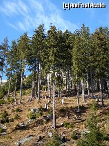 [P34] Transfăgărășan : Pădurea de la poalele muntelui » foto by mariana.olaru
 - 
<span class="allrVoted glyphicon glyphicon-heart hidden" id="av162720"></span>
<a class="m-l-10 hidden" id="sv162720" onclick="voting_Foto_DelVot(,162720,1790)" role="button">șterge vot <span class="glyphicon glyphicon-remove"></span></a>
<a id="v9162720" class=" c-red"  onclick="voting_Foto_SetVot(162720)" role="button"><span class="glyphicon glyphicon-heart-empty"></span> <b>LIKE</b> = Votează poza</a> <img class="hidden"  id="f162720W9" src="/imagini/loader.gif" border="0" /><span class="AjErrMes hidden" id="e162720ErM"></span>