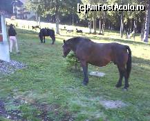 [P32] Am vazut ca este si o herghelie la intrarea in poiana » foto by papalito
 - 
<span class="allrVoted glyphicon glyphicon-heart hidden" id="av380365"></span>
<a class="m-l-10 hidden" id="sv380365" onclick="voting_Foto_DelVot(,380365,1821)" role="button">șterge vot <span class="glyphicon glyphicon-remove"></span></a>
<a id="v9380365" class=" c-red"  onclick="voting_Foto_SetVot(380365)" role="button"><span class="glyphicon glyphicon-heart-empty"></span> <b>LIKE</b> = Votează poza</a> <img class="hidden"  id="f380365W9" src="/imagini/loader.gif" border="0" /><span class="AjErrMes hidden" id="e380365ErM"></span>