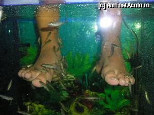 [P05] Nu-mi aduc aminte cum se numesc pestisorii. 20 leva 20 minute de pedichiura 'eco' » foto by fanespoitorul
 - 
<span class="allrVoted glyphicon glyphicon-heart hidden" id="av338884"></span>
<a class="m-l-10 hidden" id="sv338884" onclick="voting_Foto_DelVot(,338884,1929)" role="button">șterge vot <span class="glyphicon glyphicon-remove"></span></a>
<a id="v9338884" class=" c-red"  onclick="voting_Foto_SetVot(338884)" role="button"><span class="glyphicon glyphicon-heart-empty"></span> <b>LIKE</b> = Votează poza</a> <img class="hidden"  id="f338884W9" src="/imagini/loader.gif" border="0" /><span class="AjErrMes hidden" id="e338884ErM"></span>