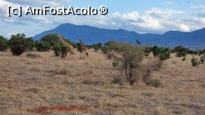 P22 [JUL-2021] tot girafe