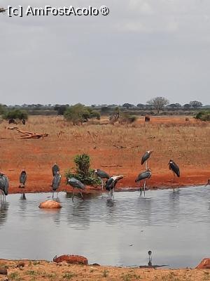 [P16] la Ngutuni Lodge » foto by nela b
 - 
<span class="allrVoted glyphicon glyphicon-heart hidden" id="av1515232"></span>
<a class="m-l-10 hidden" id="sv1515232" onclick="voting_Foto_DelVot(,1515232,2009)" role="button">șterge vot <span class="glyphicon glyphicon-remove"></span></a>
<a id="v91515232" class=" c-red"  onclick="voting_Foto_SetVot(1515232)" role="button"><span class="glyphicon glyphicon-heart-empty"></span> <b>LIKE</b> = Votează poza</a> <img class="hidden"  id="f1515232W9" src="/imagini/loader.gif" border="0" /><span class="AjErrMes hidden" id="e1515232ErM"></span>