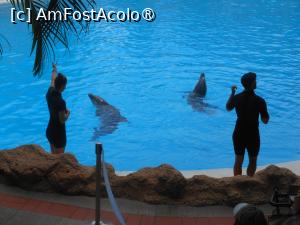 [P14] Puerto de la Cruz - Loro Parque. La spectacol. » foto by iulianic
 - 
<span class="allrVoted glyphicon glyphicon-heart hidden" id="av1424695"></span>
<a class="m-l-10 hidden" id="sv1424695" onclick="voting_Foto_DelVot(,1424695,2078)" role="button">șterge vot <span class="glyphicon glyphicon-remove"></span></a>
<a id="v91424695" class=" c-red"  onclick="voting_Foto_SetVot(1424695)" role="button"><span class="glyphicon glyphicon-heart-empty"></span> <b>LIKE</b> = Votează poza</a> <img class="hidden"  id="f1424695W9" src="/imagini/loader.gif" border="0" /><span class="AjErrMes hidden" id="e1424695ErM"></span>
