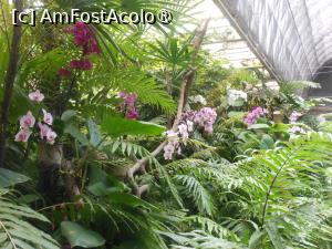[P18] Puerto de la Cruz - Loro Parque. La orhidee. » foto by iulianic
 - 
<span class="allrVoted glyphicon glyphicon-heart hidden" id="av1424699"></span>
<a class="m-l-10 hidden" id="sv1424699" onclick="voting_Foto_DelVot(,1424699,2078)" role="button">șterge vot <span class="glyphicon glyphicon-remove"></span></a>
<a id="v91424699" class=" c-red"  onclick="voting_Foto_SetVot(1424699)" role="button"><span class="glyphicon glyphicon-heart-empty"></span> <b>LIKE</b> = Votează poza</a> <img class="hidden"  id="f1424699W9" src="/imagini/loader.gif" border="0" /><span class="AjErrMes hidden" id="e1424699ErM"></span>