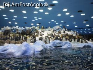 [P02] Puerto de la Cruz - Loro Parque. La pinguini. » foto by iulianic
 - 
<span class="allrVoted glyphicon glyphicon-heart hidden" id="av1424683"></span>
<a class="m-l-10 hidden" id="sv1424683" onclick="voting_Foto_DelVot(,1424683,2078)" role="button">șterge vot <span class="glyphicon glyphicon-remove"></span></a>
<a id="v91424683" class=" c-red"  onclick="voting_Foto_SetVot(1424683)" role="button"><span class="glyphicon glyphicon-heart-empty"></span> <b>LIKE</b> = Votează poza</a> <img class="hidden"  id="f1424683W9" src="/imagini/loader.gif" border="0" /><span class="AjErrMes hidden" id="e1424683ErM"></span>