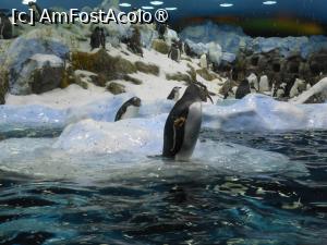 [P25]  -- <small>// FĂRĂ DESCRIERE</small> » foto by iulianic
 - 
<span class="allrVoted glyphicon glyphicon-heart hidden" id="av1424706"></span>
<a class="m-l-10 hidden" id="sv1424706" onclick="voting_Foto_DelVot(,1424706,2078)" role="button">șterge vot <span class="glyphicon glyphicon-remove"></span></a>
<a id="v91424706" class=" c-red"  onclick="voting_Foto_SetVot(1424706)" role="button"><span class="glyphicon glyphicon-heart-empty"></span> <b>LIKE</b> = Votează poza</a> <img class="hidden"  id="f1424706W9" src="/imagini/loader.gif" border="0" /><span class="AjErrMes hidden" id="e1424706ErM"></span>