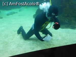 [P06] Puerto de la Cruz - Loro Parque. Se curăță acvariile. » foto by iulianic
 - 
<span class="allrVoted glyphicon glyphicon-heart hidden" id="av1424687"></span>
<a class="m-l-10 hidden" id="sv1424687" onclick="voting_Foto_DelVot(,1424687,2078)" role="button">șterge vot <span class="glyphicon glyphicon-remove"></span></a>
<a id="v91424687" class=" c-red"  onclick="voting_Foto_SetVot(1424687)" role="button"><span class="glyphicon glyphicon-heart-empty"></span> <b>LIKE</b> = Votează poza</a> <img class="hidden"  id="f1424687W9" src="/imagini/loader.gif" border="0" /><span class="AjErrMes hidden" id="e1424687ErM"></span>