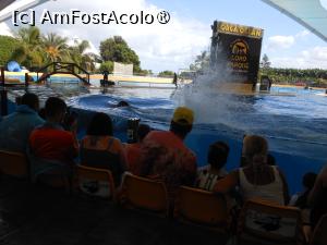 [P09] Puerto de la Cruz - Loro Parque. La spectacol. » foto by iulianic
 - 
<span class="allrVoted glyphicon glyphicon-heart hidden" id="av1424690"></span>
<a class="m-l-10 hidden" id="sv1424690" onclick="voting_Foto_DelVot(,1424690,2078)" role="button">șterge vot <span class="glyphicon glyphicon-remove"></span></a>
<a id="v91424690" class=" c-red"  onclick="voting_Foto_SetVot(1424690)" role="button"><span class="glyphicon glyphicon-heart-empty"></span> <b>LIKE</b> = Votează poza</a> <img class="hidden"  id="f1424690W9" src="/imagini/loader.gif" border="0" /><span class="AjErrMes hidden" id="e1424690ErM"></span>