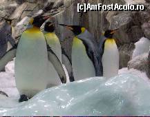 [P10] sfatul batranilor....superb » foto by ghecamelia
 - 
<span class="allrVoted glyphicon glyphicon-heart hidden" id="av50616"></span>
<a class="m-l-10 hidden" id="sv50616" onclick="voting_Foto_DelVot(,50616,2078)" role="button">șterge vot <span class="glyphicon glyphicon-remove"></span></a>
<a id="v950616" class=" c-red"  onclick="voting_Foto_SetVot(50616)" role="button"><span class="glyphicon glyphicon-heart-empty"></span> <b>LIKE</b> = Votează poza</a> <img class="hidden"  id="f50616W9" src="/imagini/loader.gif" border="0" /><span class="AjErrMes hidden" id="e50616ErM"></span>