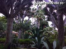 [P19] vegetatie exotica ca in jungla » foto by ghecamelia
 - 
<span class="allrVoted glyphicon glyphicon-heart hidden" id="av50627"></span>
<a class="m-l-10 hidden" id="sv50627" onclick="voting_Foto_DelVot(,50627,2078)" role="button">șterge vot <span class="glyphicon glyphicon-remove"></span></a>
<a id="v950627" class=" c-red"  onclick="voting_Foto_SetVot(50627)" role="button"><span class="glyphicon glyphicon-heart-empty"></span> <b>LIKE</b> = Votează poza</a> <img class="hidden"  id="f50627W9" src="/imagini/loader.gif" border="0" /><span class="AjErrMes hidden" id="e50627ErM"></span>