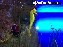 [P23] si calutul de mare va saluta » foto by ghecamelia
 - 
<span class="allrVoted glyphicon glyphicon-heart hidden" id="av50635"></span>
<a class="m-l-10 hidden" id="sv50635" onclick="voting_Foto_DelVot(,50635,2078)" role="button">șterge vot <span class="glyphicon glyphicon-remove"></span></a>
<a id="v950635" class=" c-red"  onclick="voting_Foto_SetVot(50635)" role="button"><span class="glyphicon glyphicon-heart-empty"></span> <b>LIKE</b> = Votează poza</a> <img class="hidden"  id="f50635W9" src="/imagini/loader.gif" border="0" /><span class="AjErrMes hidden" id="e50635ErM"></span>