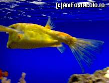 [P24] un pestisor frumos dar cam bosumflat » foto by ghecamelia
 - 
<span class="allrVoted glyphicon glyphicon-heart hidden" id="av50637"></span>
<a class="m-l-10 hidden" id="sv50637" onclick="voting_Foto_DelVot(,50637,2078)" role="button">șterge vot <span class="glyphicon glyphicon-remove"></span></a>
<a id="v950637" class=" c-red"  onclick="voting_Foto_SetVot(50637)" role="button"><span class="glyphicon glyphicon-heart-empty"></span> <b>LIKE</b> = Votează poza</a> <img class="hidden"  id="f50637W9" src="/imagini/loader.gif" border="0" /><span class="AjErrMes hidden" id="e50637ErM"></span>