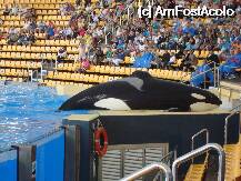 [P13] Loro Parque-una din cele 4 orci de la OrcaOcean » foto by pink_gabi*
 - 
<span class="allrVoted glyphicon glyphicon-heart hidden" id="av75030"></span>
<a class="m-l-10 hidden" id="sv75030" onclick="voting_Foto_DelVot(,75030,2078)" role="button">șterge vot <span class="glyphicon glyphicon-remove"></span></a>
<a id="v975030" class=" c-red"  onclick="voting_Foto_SetVot(75030)" role="button"><span class="glyphicon glyphicon-heart-empty"></span> <b>LIKE</b> = Votează poza</a> <img class="hidden"  id="f75030W9" src="/imagini/loader.gif" border="0" /><span class="AjErrMes hidden" id="e75030ErM"></span>