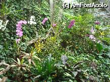 [P15] Loro Parque-gradina de orhidee » foto by pink_gabi*
 - 
<span class="allrVoted glyphicon glyphicon-heart hidden" id="av75032"></span>
<a class="m-l-10 hidden" id="sv75032" onclick="voting_Foto_DelVot(,75032,2078)" role="button">șterge vot <span class="glyphicon glyphicon-remove"></span></a>
<a id="v975032" class=" c-red"  onclick="voting_Foto_SetVot(75032)" role="button"><span class="glyphicon glyphicon-heart-empty"></span> <b>LIKE</b> = Votează poza</a> <img class="hidden"  id="f75032W9" src="/imagini/loader.gif" border="0" /><span class="AjErrMes hidden" id="e75032ErM"></span>