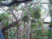 [P20] Loro Parque-Katandra Treetops » foto by pink_gabi*
 - 
<span class="allrVoted glyphicon glyphicon-heart hidden" id="av75038"></span>
<a class="m-l-10 hidden" id="sv75038" onclick="voting_Foto_DelVot(,75038,2078)" role="button">șterge vot <span class="glyphicon glyphicon-remove"></span></a>
<a id="v975038" class=" c-red"  onclick="voting_Foto_SetVot(75038)" role="button"><span class="glyphicon glyphicon-heart-empty"></span> <b>LIKE</b> = Votează poza</a> <img class="hidden"  id="f75038W9" src="/imagini/loader.gif" border="0" /><span class="AjErrMes hidden" id="e75038ErM"></span>