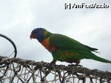 [P24] Loro Parque-Katandra Treetops » foto by pink_gabi*
 - 
<span class="allrVoted glyphicon glyphicon-heart hidden" id="av75043"></span>
<a class="m-l-10 hidden" id="sv75043" onclick="voting_Foto_DelVot(,75043,2078)" role="button">șterge vot <span class="glyphicon glyphicon-remove"></span></a>
<a id="v975043" class=" c-red"  onclick="voting_Foto_SetVot(75043)" role="button"><span class="glyphicon glyphicon-heart-empty"></span> <b>LIKE</b> = Votează poza</a> <img class="hidden"  id="f75043W9" src="/imagini/loader.gif" border="0" /><span class="AjErrMes hidden" id="e75043ErM"></span>