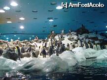 [P29] Loro Parque-pinguinariul » foto by pink_gabi*
 - 
<span class="allrVoted glyphicon glyphicon-heart hidden" id="av75048"></span>
<a class="m-l-10 hidden" id="sv75048" onclick="voting_Foto_DelVot(,75048,2078)" role="button">șterge vot <span class="glyphicon glyphicon-remove"></span></a>
<a id="v975048" class=" c-red"  onclick="voting_Foto_SetVot(75048)" role="button"><span class="glyphicon glyphicon-heart-empty"></span> <b>LIKE</b> = Votează poza</a> <img class="hidden"  id="f75048W9" src="/imagini/loader.gif" border="0" /><span class="AjErrMes hidden" id="e75048ErM"></span>