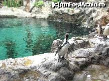 [P11] Pinguinarium  si un mic pinguin delicat » foto by cami1212
 - 
<span class="allrVoted glyphicon glyphicon-heart hidden" id="av189042"></span>
<a class="m-l-10 hidden" id="sv189042" onclick="voting_Foto_DelVot(,189042,2078)" role="button">șterge vot <span class="glyphicon glyphicon-remove"></span></a>
<a id="v9189042" class=" c-red"  onclick="voting_Foto_SetVot(189042)" role="button"><span class="glyphicon glyphicon-heart-empty"></span> <b>LIKE</b> = Votează poza</a> <img class="hidden"  id="f189042W9" src="/imagini/loader.gif" border="0" /><span class="AjErrMes hidden" id="e189042ErM"></span>