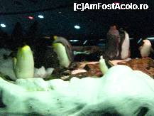 [P12] Pinguinariu -cel mai mare din lume in Loro Park » foto by cami1212
 - 
<span class="allrVoted glyphicon glyphicon-heart hidden" id="av189043"></span>
<a class="m-l-10 hidden" id="sv189043" onclick="voting_Foto_DelVot(,189043,2078)" role="button">șterge vot <span class="glyphicon glyphicon-remove"></span></a>
<a id="v9189043" class=" c-red"  onclick="voting_Foto_SetVot(189043)" role="button"><span class="glyphicon glyphicon-heart-empty"></span> <b>LIKE</b> = Votează poza</a> <img class="hidden"  id="f189043W9" src="/imagini/loader.gif" border="0" /><span class="AjErrMes hidden" id="e189043ErM"></span>