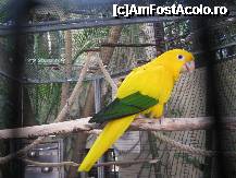[P15] Un 'mic' papagal » foto by cami1212
 - 
<span class="allrVoted glyphicon glyphicon-heart hidden" id="av189047"></span>
<a class="m-l-10 hidden" id="sv189047" onclick="voting_Foto_DelVot(,189047,2078)" role="button">șterge vot <span class="glyphicon glyphicon-remove"></span></a>
<a id="v9189047" class=" c-red"  onclick="voting_Foto_SetVot(189047)" role="button"><span class="glyphicon glyphicon-heart-empty"></span> <b>LIKE</b> = Votează poza</a> <img class="hidden"  id="f189047W9" src="/imagini/loader.gif" border="0" /><span class="AjErrMes hidden" id="e189047ErM"></span>
