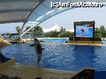 [P04] Orca Show in Loro Park , absolut superb » foto by cami1212
 - 
<span class="allrVoted glyphicon glyphicon-heart hidden" id="av189031"></span>
<a class="m-l-10 hidden" id="sv189031" onclick="voting_Foto_DelVot(,189031,2078)" role="button">șterge vot <span class="glyphicon glyphicon-remove"></span></a>
<a id="v9189031" class=" c-red"  onclick="voting_Foto_SetVot(189031)" role="button"><span class="glyphicon glyphicon-heart-empty"></span> <b>LIKE</b> = Votează poza</a> <img class="hidden"  id="f189031W9" src="/imagini/loader.gif" border="0" /><span class="AjErrMes hidden" id="e189031ErM"></span>