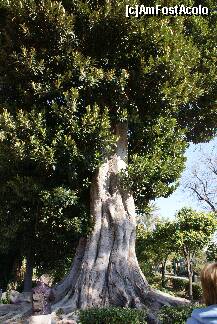 [P06] Un ficus gigant în Los Jardines de Murillo » foto by Costi
 - 
<span class="allrVoted glyphicon glyphicon-heart hidden" id="av196077"></span>
<a class="m-l-10 hidden" id="sv196077" onclick="voting_Foto_DelVot(,196077,2251)" role="button">șterge vot <span class="glyphicon glyphicon-remove"></span></a>
<a id="v9196077" class=" c-red"  onclick="voting_Foto_SetVot(196077)" role="button"><span class="glyphicon glyphicon-heart-empty"></span> <b>LIKE</b> = Votează poza</a> <img class="hidden"  id="f196077W9" src="/imagini/loader.gif" border="0" /><span class="AjErrMes hidden" id="e196077ErM"></span>