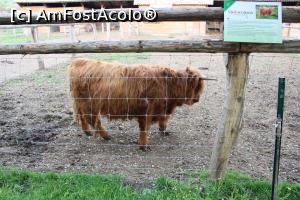 [P51] Daneș Județul Mureș, Domeniul Dracula, Mica Grădină Zoologică, Vacă scoțiană » foto by mprofeanu
 - 
<span class="allrVoted glyphicon glyphicon-heart hidden" id="av1130842"></span>
<a class="m-l-10 hidden" id="sv1130842" onclick="voting_Foto_DelVot(,1130842,2327)" role="button">șterge vot <span class="glyphicon glyphicon-remove"></span></a>
<a id="v91130842" class=" c-red"  onclick="voting_Foto_SetVot(1130842)" role="button"><span class="glyphicon glyphicon-heart-empty"></span> <b>LIKE</b> = Votează poza</a> <img class="hidden"  id="f1130842W9" src="/imagini/loader.gif" border="0" /><span class="AjErrMes hidden" id="e1130842ErM"></span>