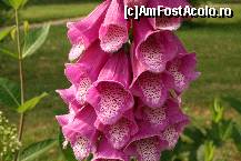 [P13] Planta cardiacilor-digitalis purpureea » foto by liviadavidescu
 - 
<span class="allrVoted glyphicon glyphicon-heart hidden" id="av222182"></span>
<a class="m-l-10 hidden" id="sv222182" onclick="voting_Foto_DelVot(,222182,2384)" role="button">șterge vot <span class="glyphicon glyphicon-remove"></span></a>
<a id="v9222182" class=" c-red"  onclick="voting_Foto_SetVot(222182)" role="button"><span class="glyphicon glyphicon-heart-empty"></span> <b>LIKE</b> = Votează poza</a> <img class="hidden"  id="f222182W9" src="/imagini/loader.gif" border="0" /><span class="AjErrMes hidden" id="e222182ErM"></span>